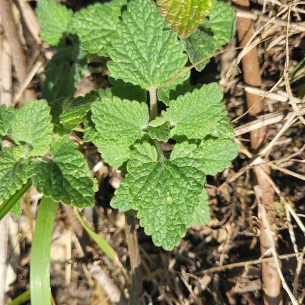 Nepeta cataria पत्ता