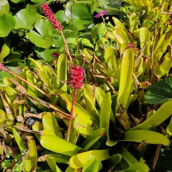 Aechmea gamosepala Flower