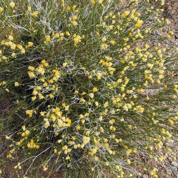 Acamptopappus shockleyi Habitus