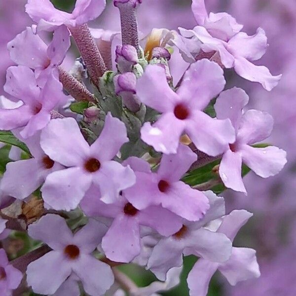 Buddleja alternifolia Flor