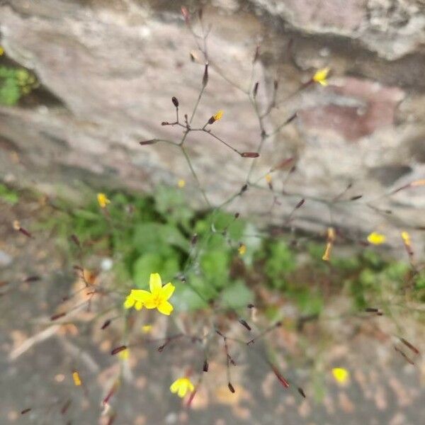 Lactuca muralis Flor