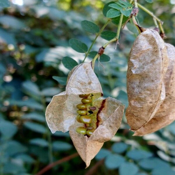 Colutea arborescens Frucht