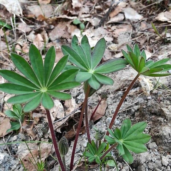 Lupinus perennis Лист