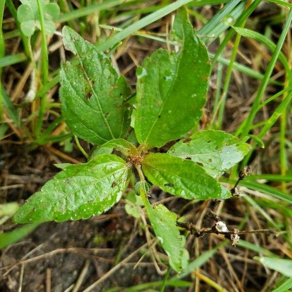 Acalypha virginica Leaf