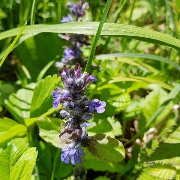 Ajuga reptans Virág