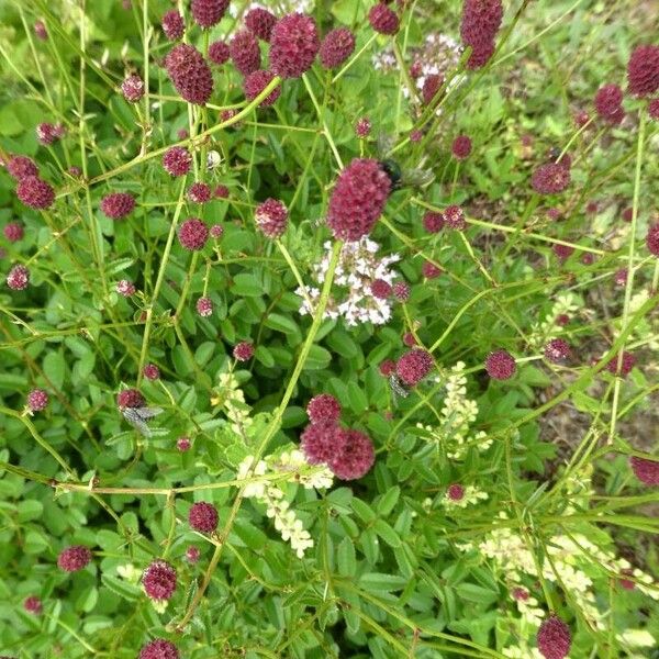 Sanguisorba officinalis Flower