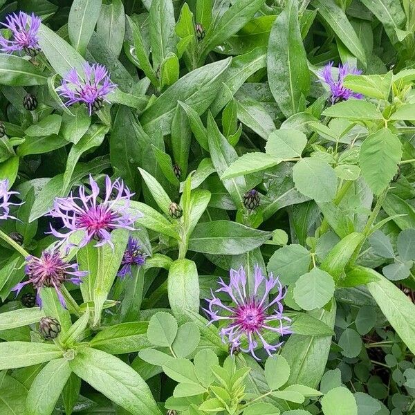 Centaurea montana Hábito