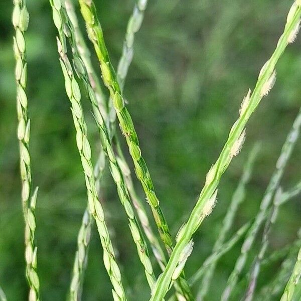 Digitaria sanguinalis Liść