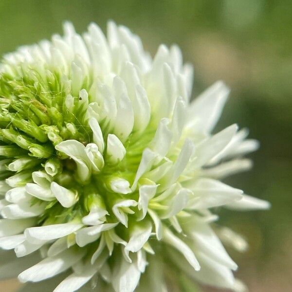 Trifolium montanum Flors