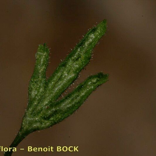 Asplenium seelosii Folha