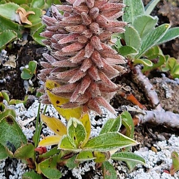 Salix petrophila Flor