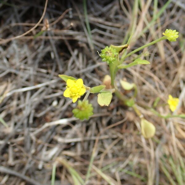 Ranunculus ophioglossifolius Цветок