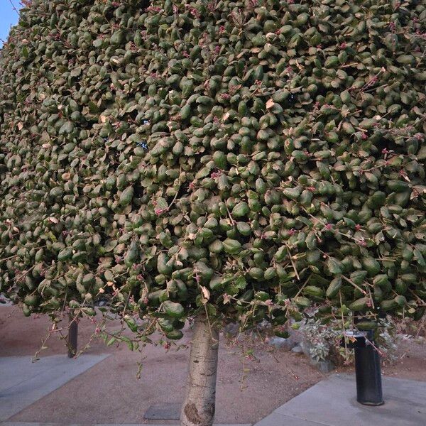 Quercus agrifolia ᱥᱟᱠᱟᱢ