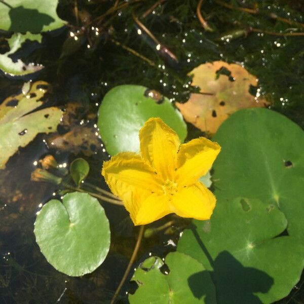 Nymphoides peltata Цветок