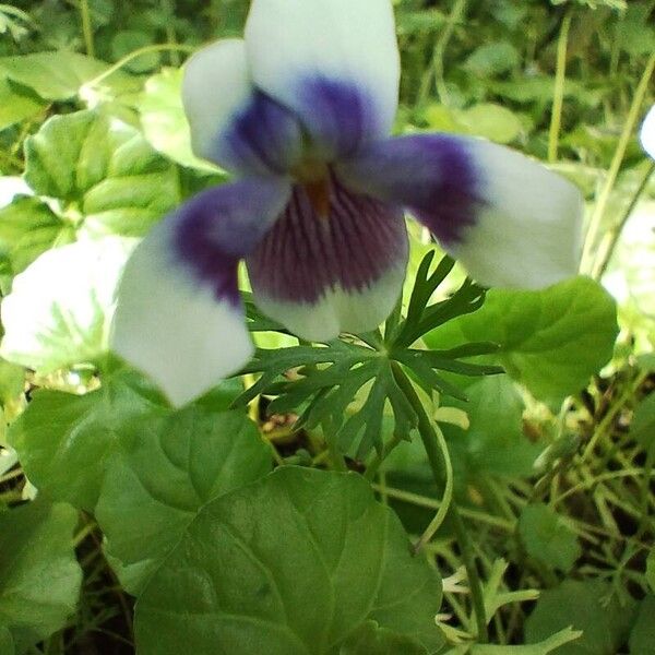 Viola hederacea Flor