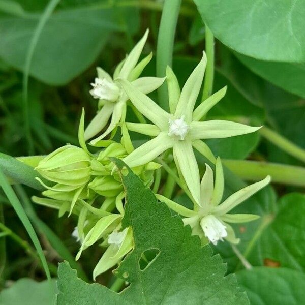 Morrenia odorata Flower