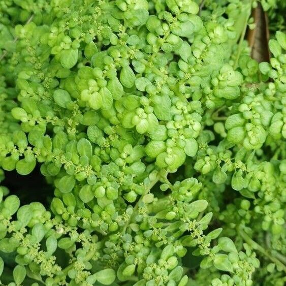 Pilea microphylla Flor