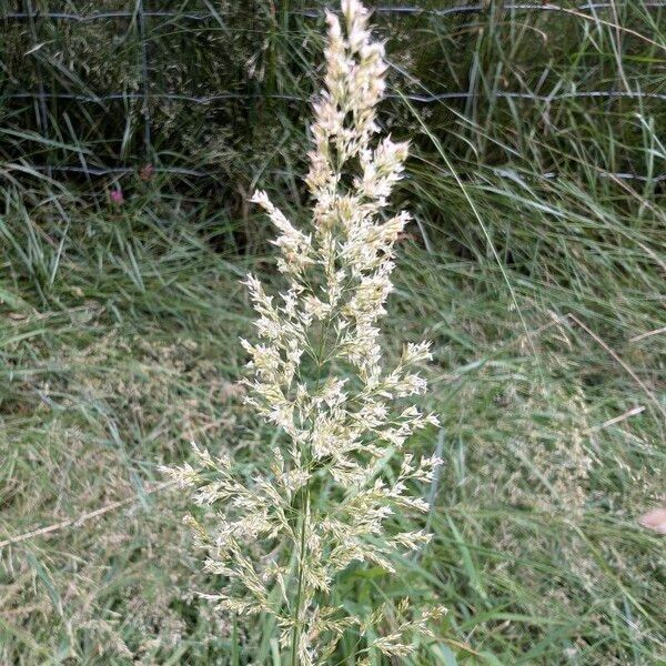 Agrostis stolonifera Flower