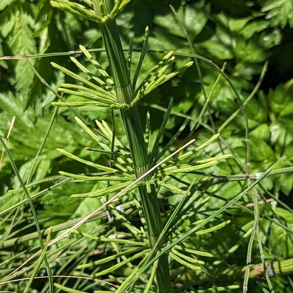 Equisetum fluviatile Habitat