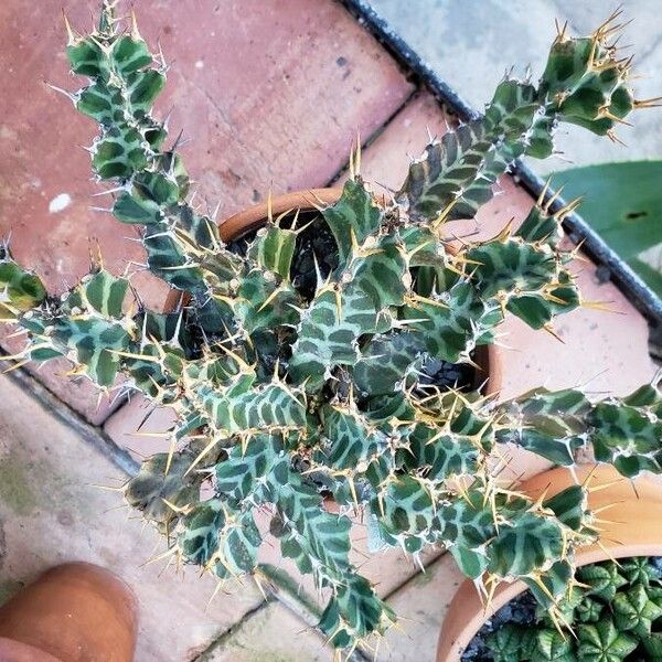 Euphorbia briquetii