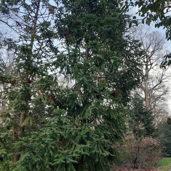 Cunninghamia lanceolata عادت