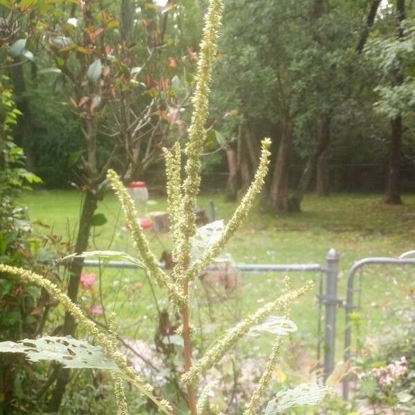 Amaranthus palmeri ഇല