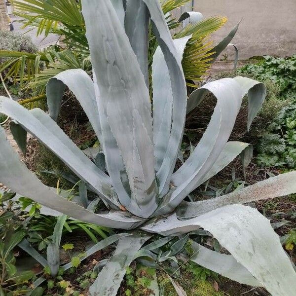 Agave americana फूल