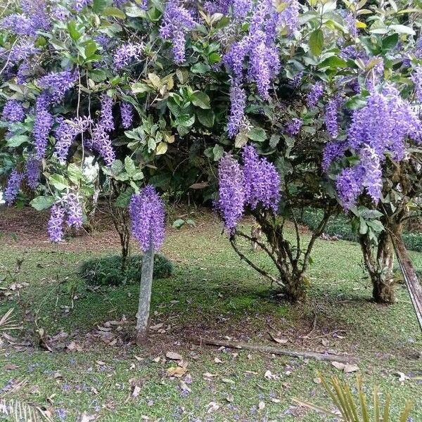 Petrea volubilis Yeri