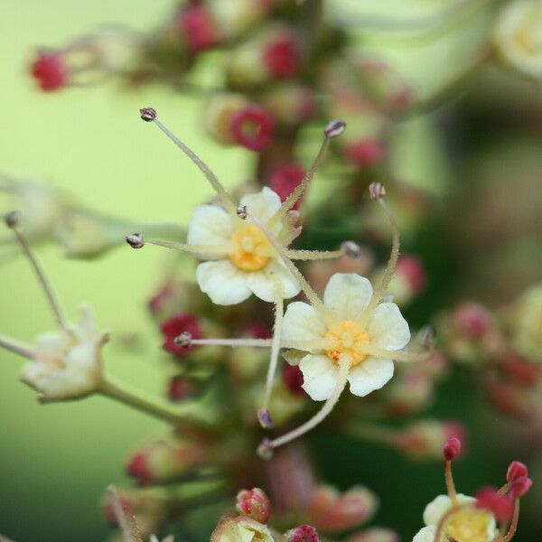 Pometia pinnata Flors