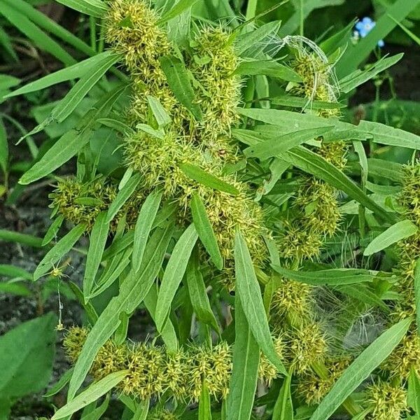 Rumex maritimus Květ