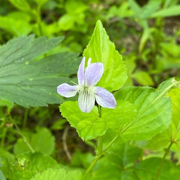 Viola cucullata Flor