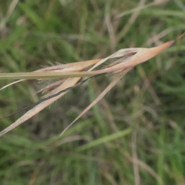 Themeda triandra Virág