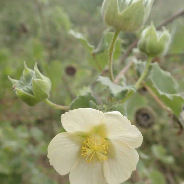 Abutilon grandiflorum Flor