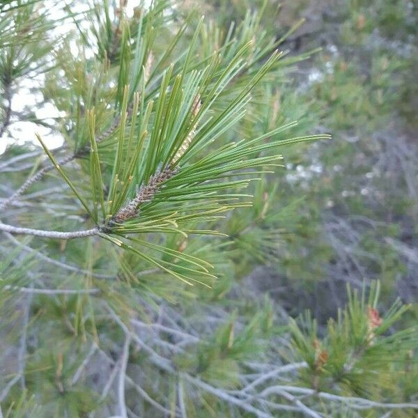 Pinus halepensis Leaf