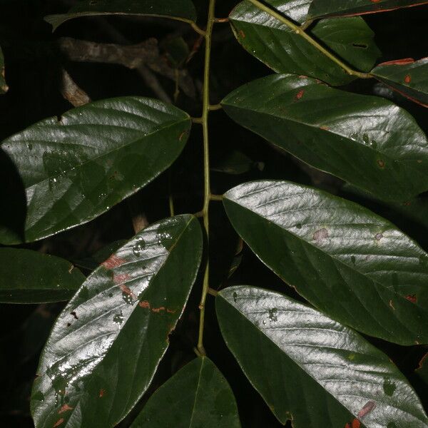 Machaerium floribundum Folla