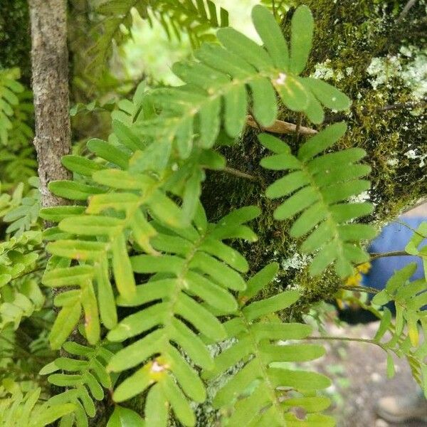 Pleopeltis polypodioides List