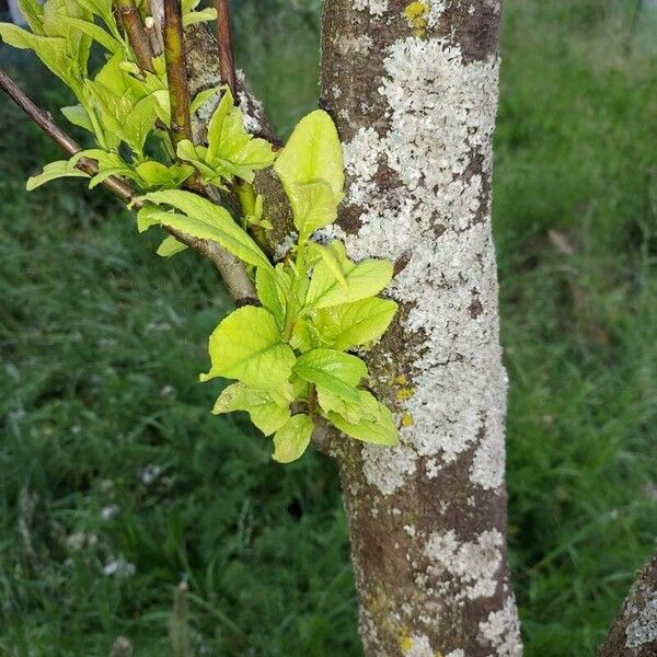 Prunus domestica Лист