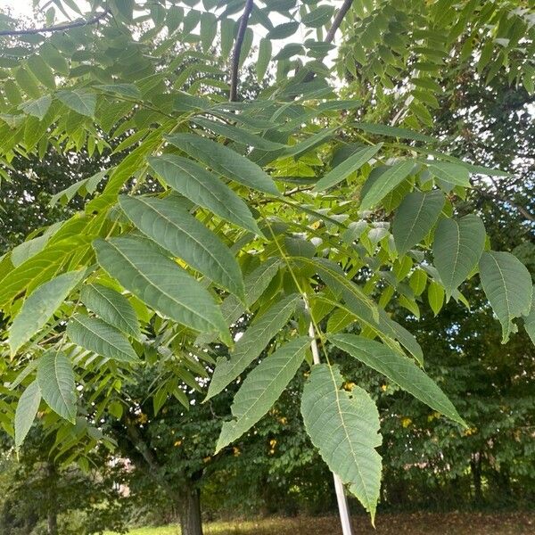 Juglans nigra Fulla