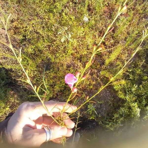 Agalinis purpurea Bloem