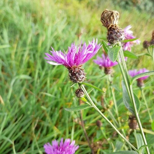 Centaurea jacea Кветка