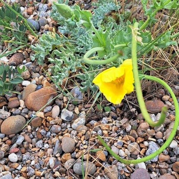 Glaucium flavum Blodyn