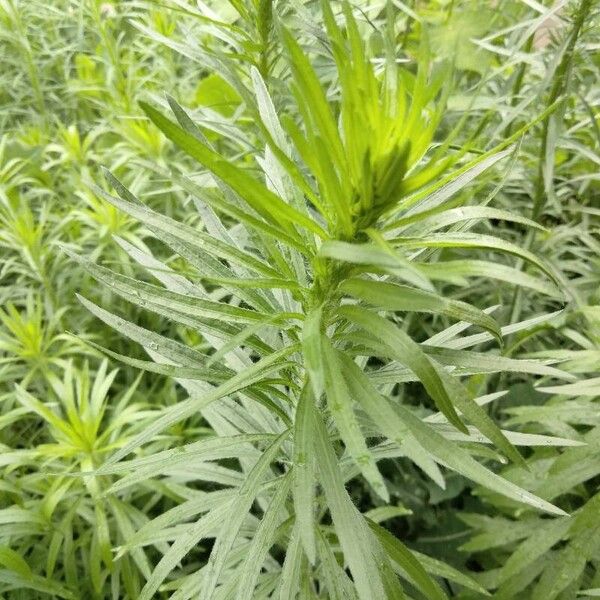 Erigeron canadensis Leaf