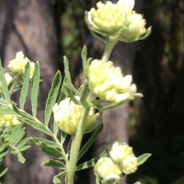 Anthyllis barba-jovis 花