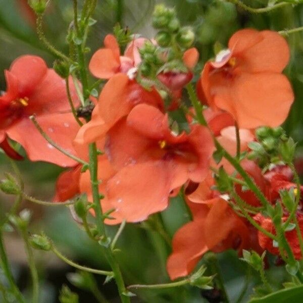 Diascia rigescens Květ