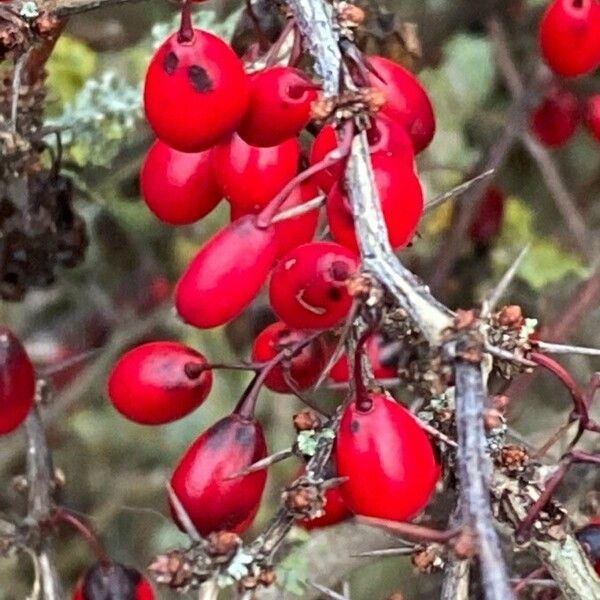 Berberis thunbergii Фрукт