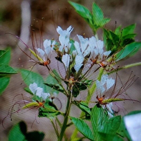 Cleome dodecandra Floare