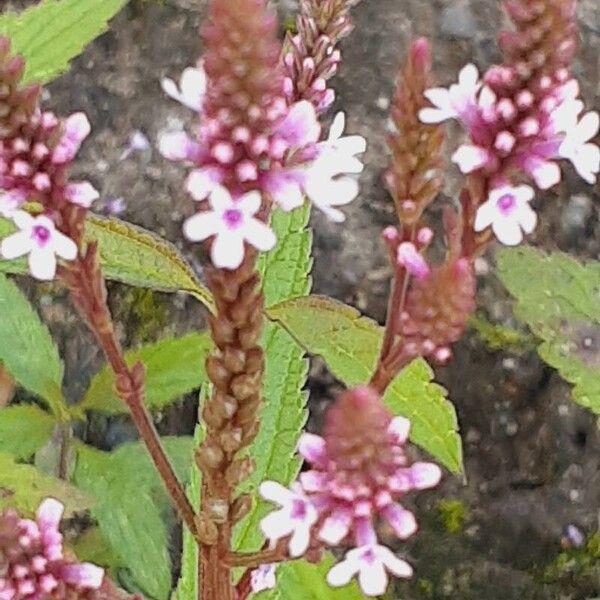 Verbena hastata Blüte