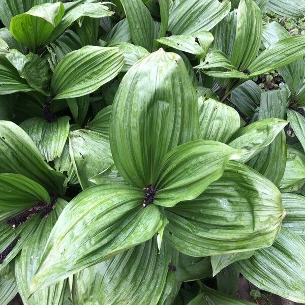 Veratrum nigrum برگ