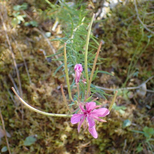 Epilobium dodonaei Meyve