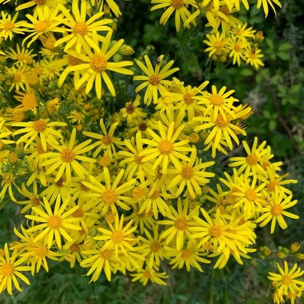 Jacobaea vulgaris Flower